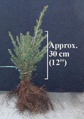 White Spruce (bundle of 10 seedlings)