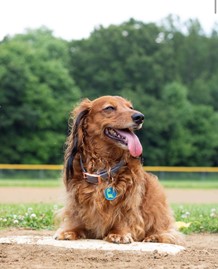 Dog sitting on baseball field